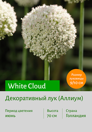   White_Cloud