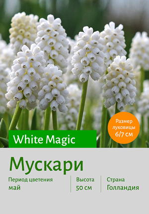  White_Magic