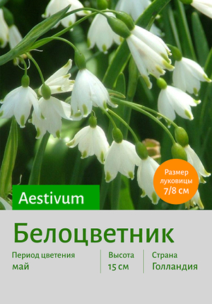  aestivum