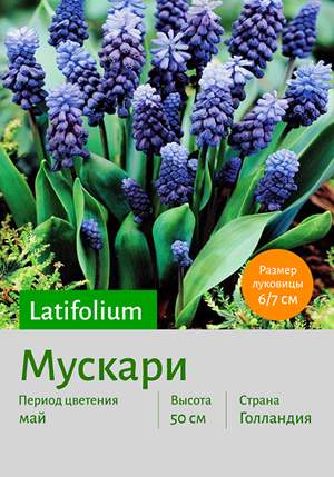  latifolium 