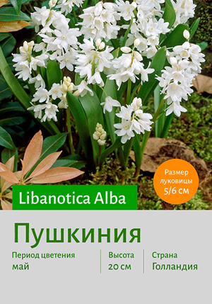  libanotica_Alba