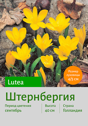  lutea