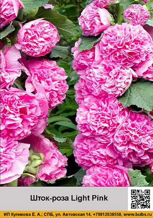 ����-���� Light_Pink