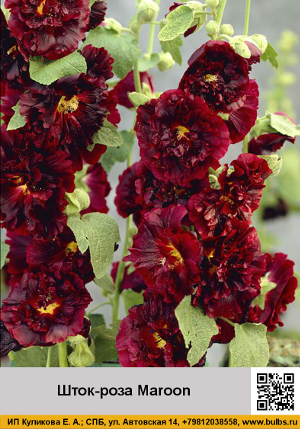 ����-���� Maroon