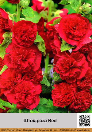 ����-���� Red