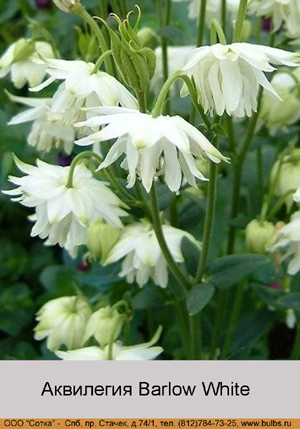 ��������� Barlow White
