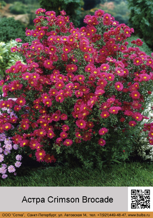 ����� ����-����������� Crimson Brocade