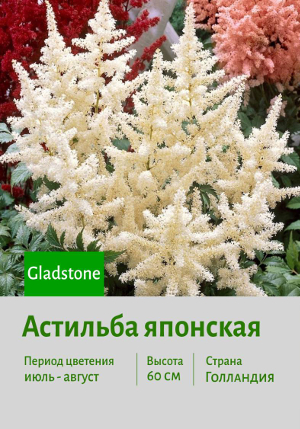 �������� �������� Gladstone