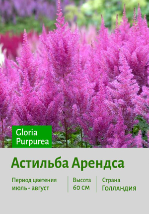�������� ������� Gloria_Purpurea