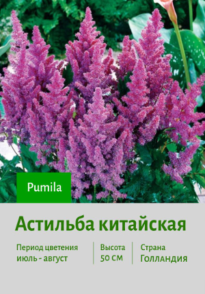 �������� ������� Pumila