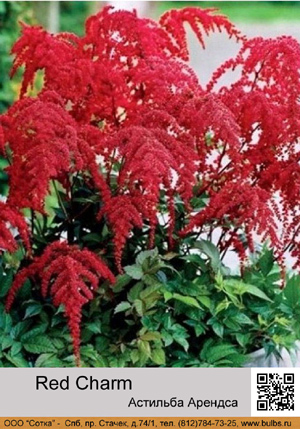 �������� ������� Red Charm