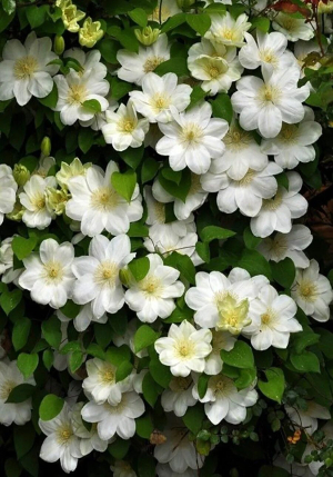 �������� Guernsey_Cream