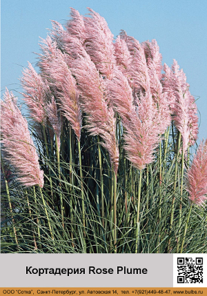 ���������� Rose_Plume