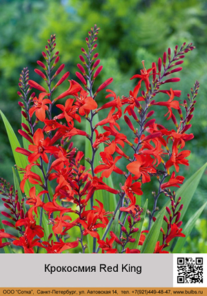 ��������� Red King