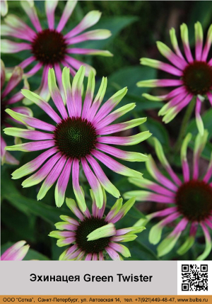 �������� Green_Twister