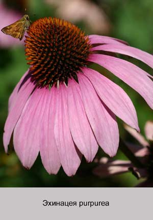 �������� purpurea