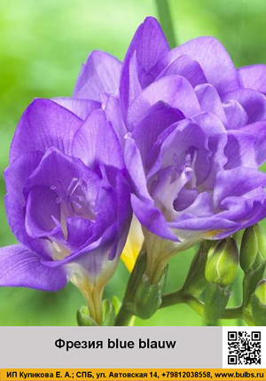 ������ blue_blauw