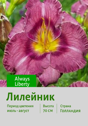 �������� Always_Liberty