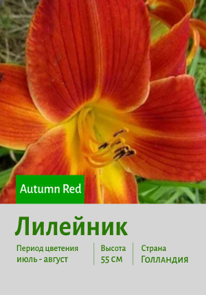 �������� Autumn_Red