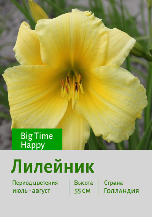 �������� Big_Time_Happy