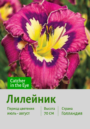�������� Catcher_in_Eye