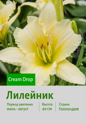 �������� Cream_Drop