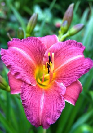 �������� Purple_d'Oro