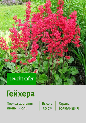 ������� Leuchtkafer