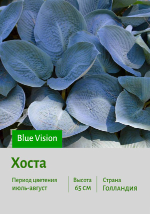 ����� Blue_Vision