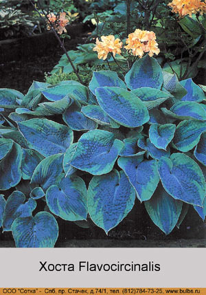 ����� Flavocircinalis