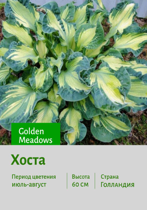 ����� Golden_Meadows