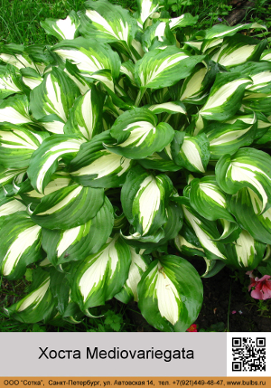 Mediovariegata