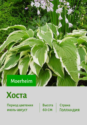 ����� Moerheim