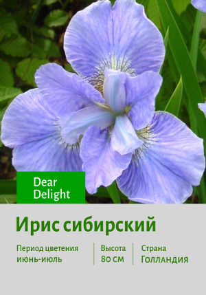 ���� ��������� Dear_Delight