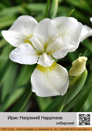 ���� ��������� Harpswell Happiness