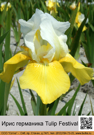 ���� ��������� Tulip_Festival