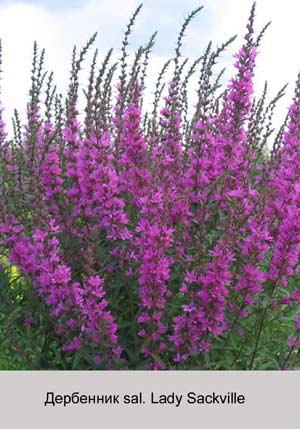 ��������� sal. Lady Sackville