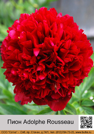 ���� Adolphe_Rousseau