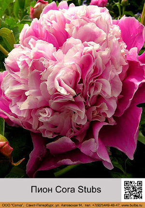 ���� Cora_Stubs
