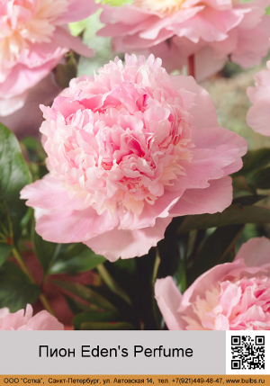 ���� Eden's_Perfume