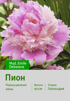 ���� Mad._Emile_Debatene