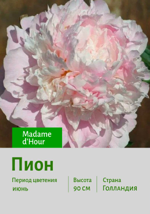 ���� Madame_d'Hour