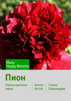 ���� Many_Happy_Returns