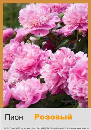 ���� Pink
