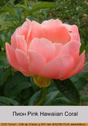 ���� Pink Hawaiian Coral