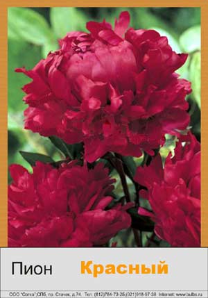 ���� Red