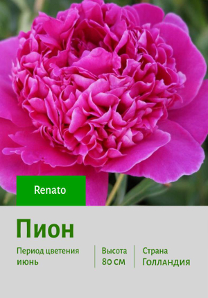���� Renato