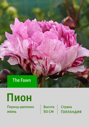 ���� The_Fawn