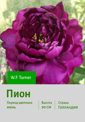 ���� W.F._Turner
