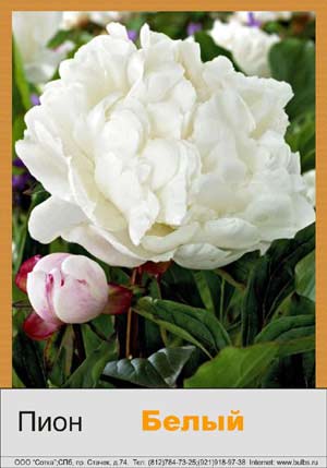 ���� White